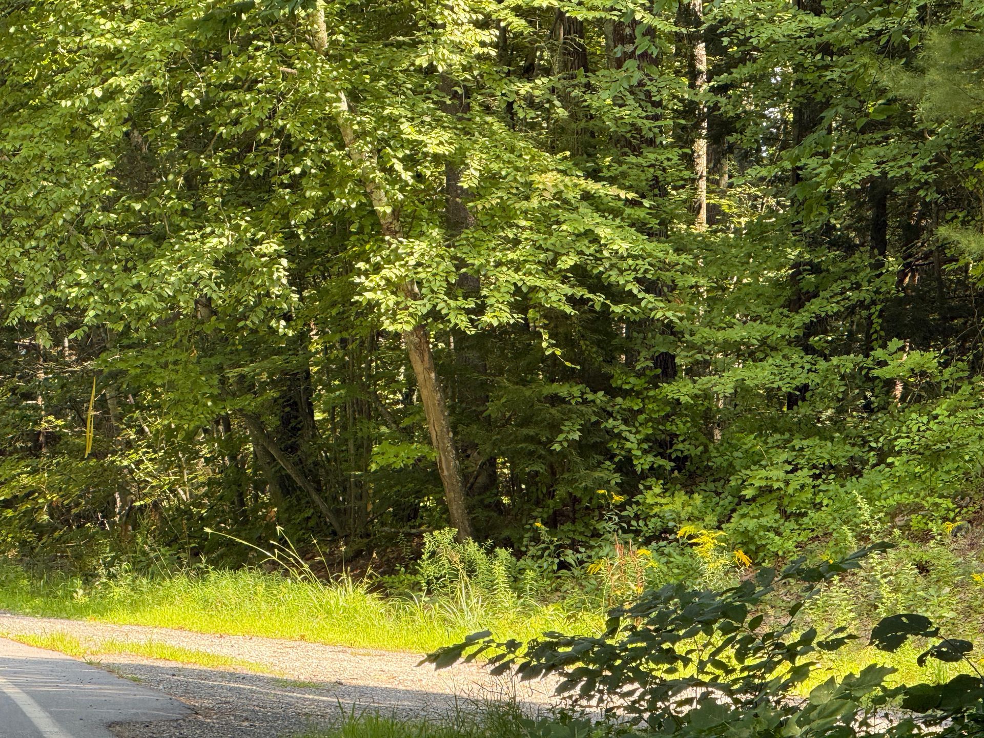 Sunlit forest edge beside a paved road with dense green trees and shrubs