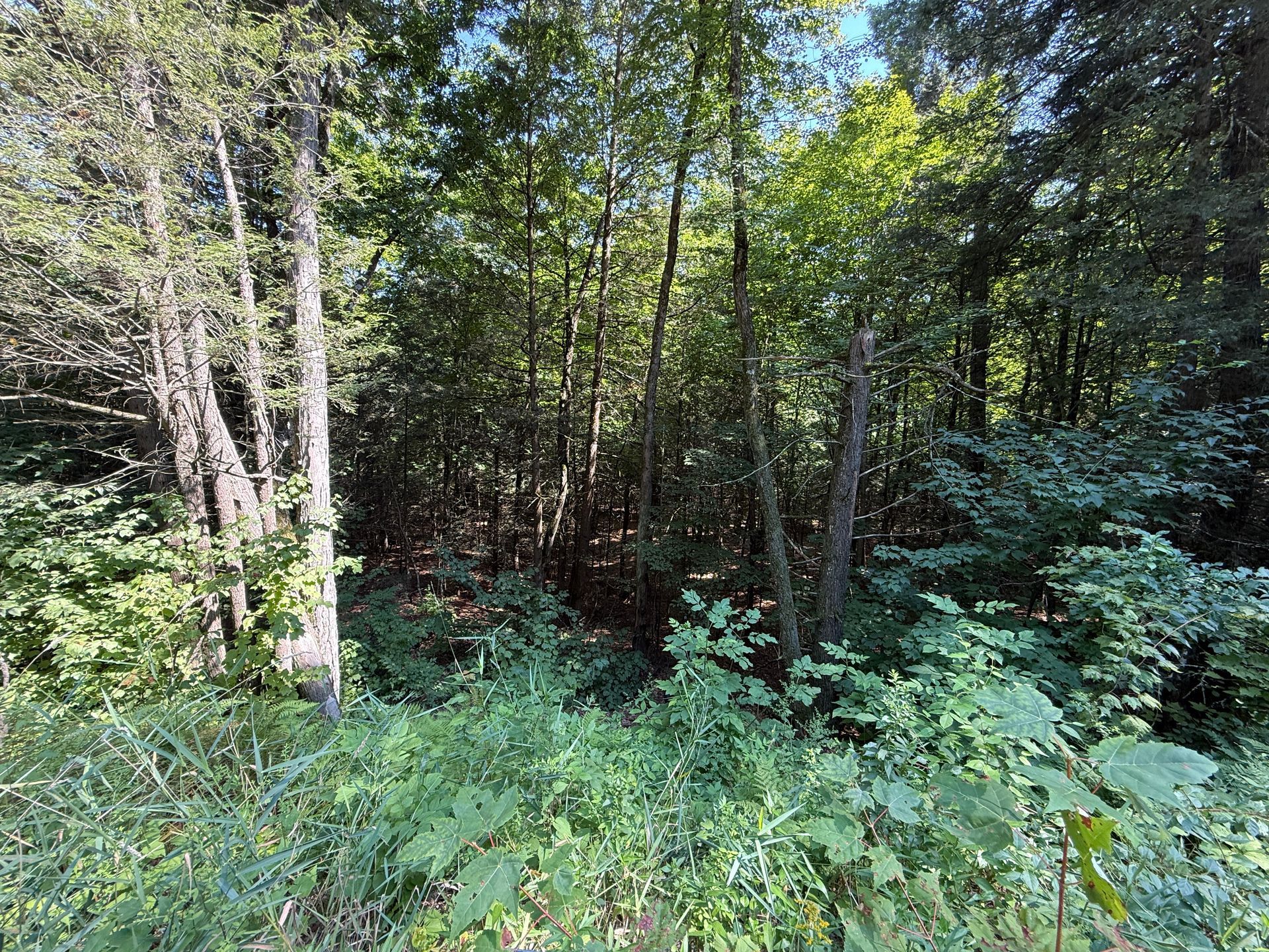 Dense green forest with tall trees and undergrowth in dappled sunlight