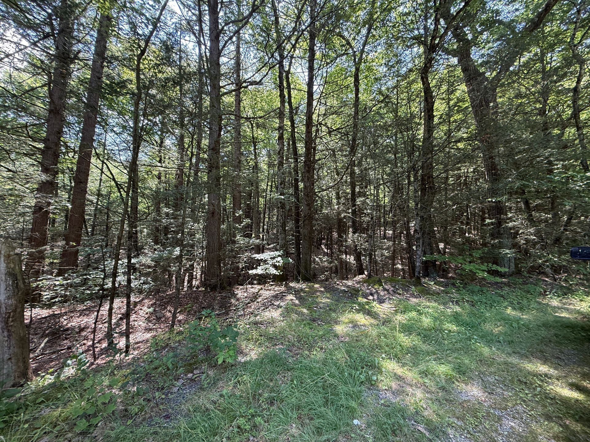 Wooded forest with tall trees, dappled sunlight, and a grassy clearing in the foreground