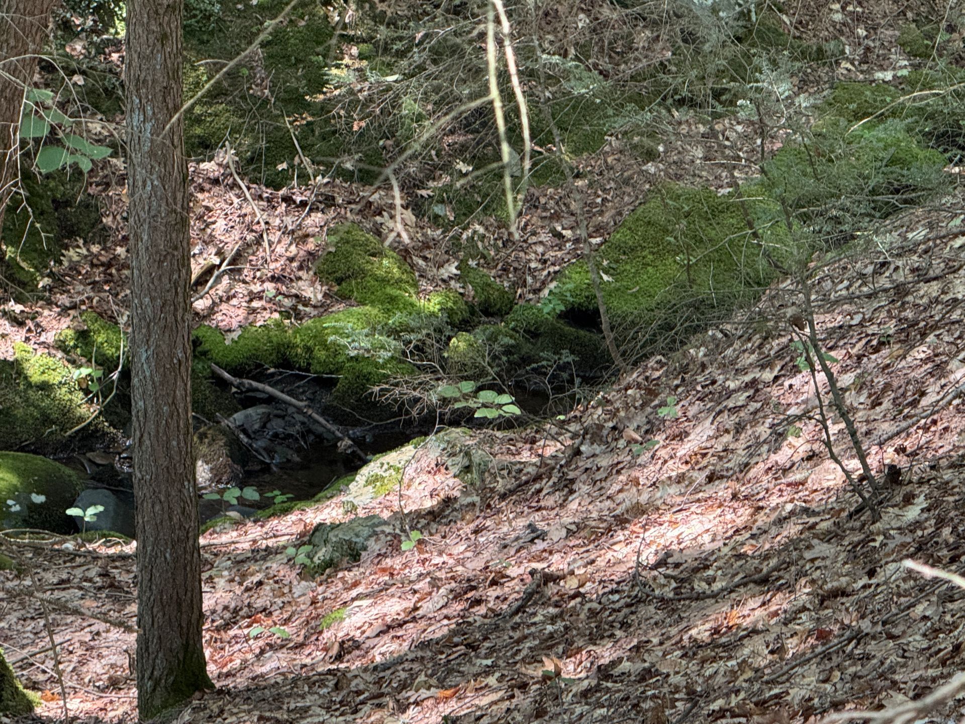Wooded hillside with a small stream and moss-covered rocks in dappled sunlight