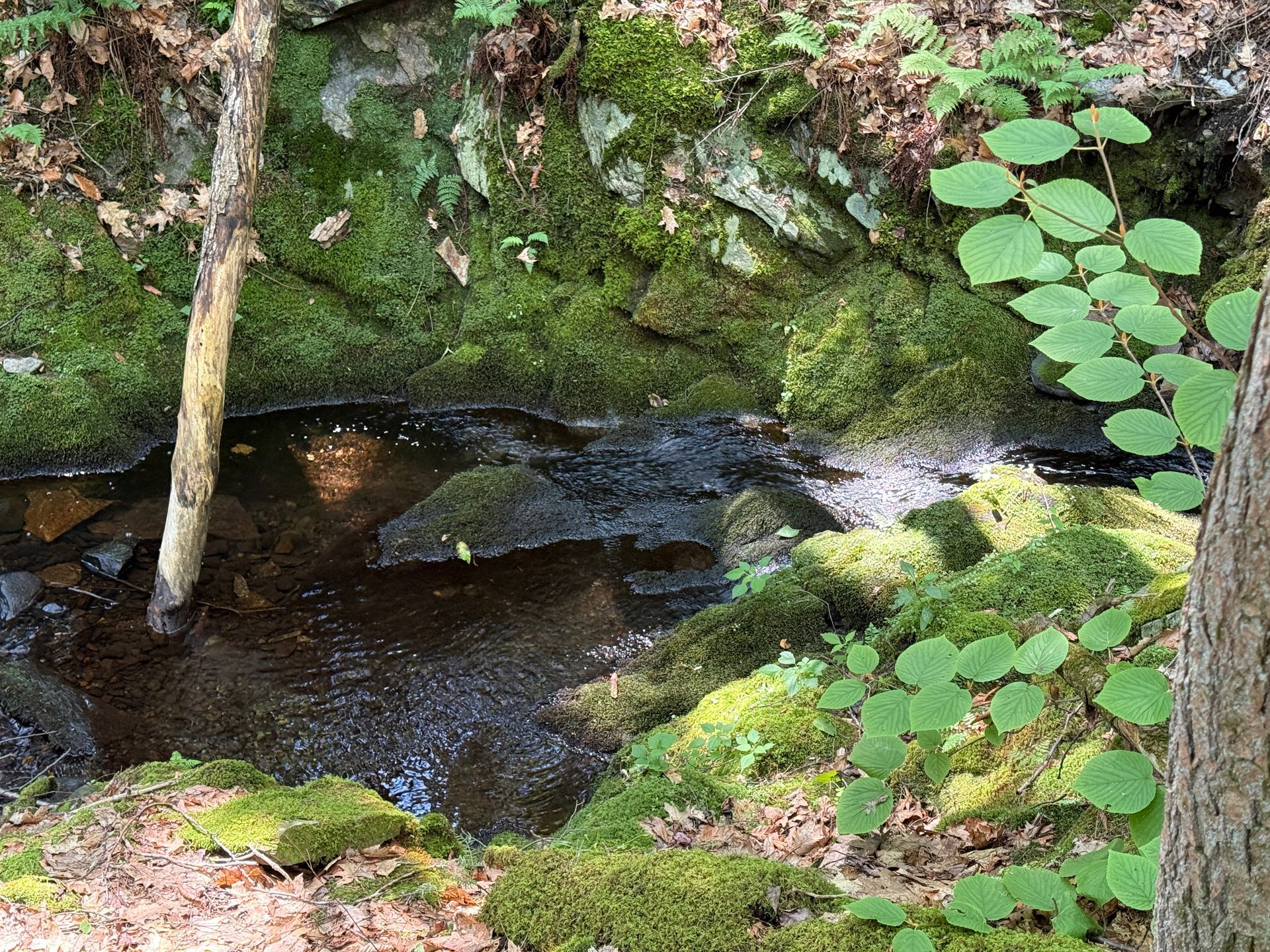 Small forest stream flowing under a mossy rock ledge, with green leaves and tree trunks around it