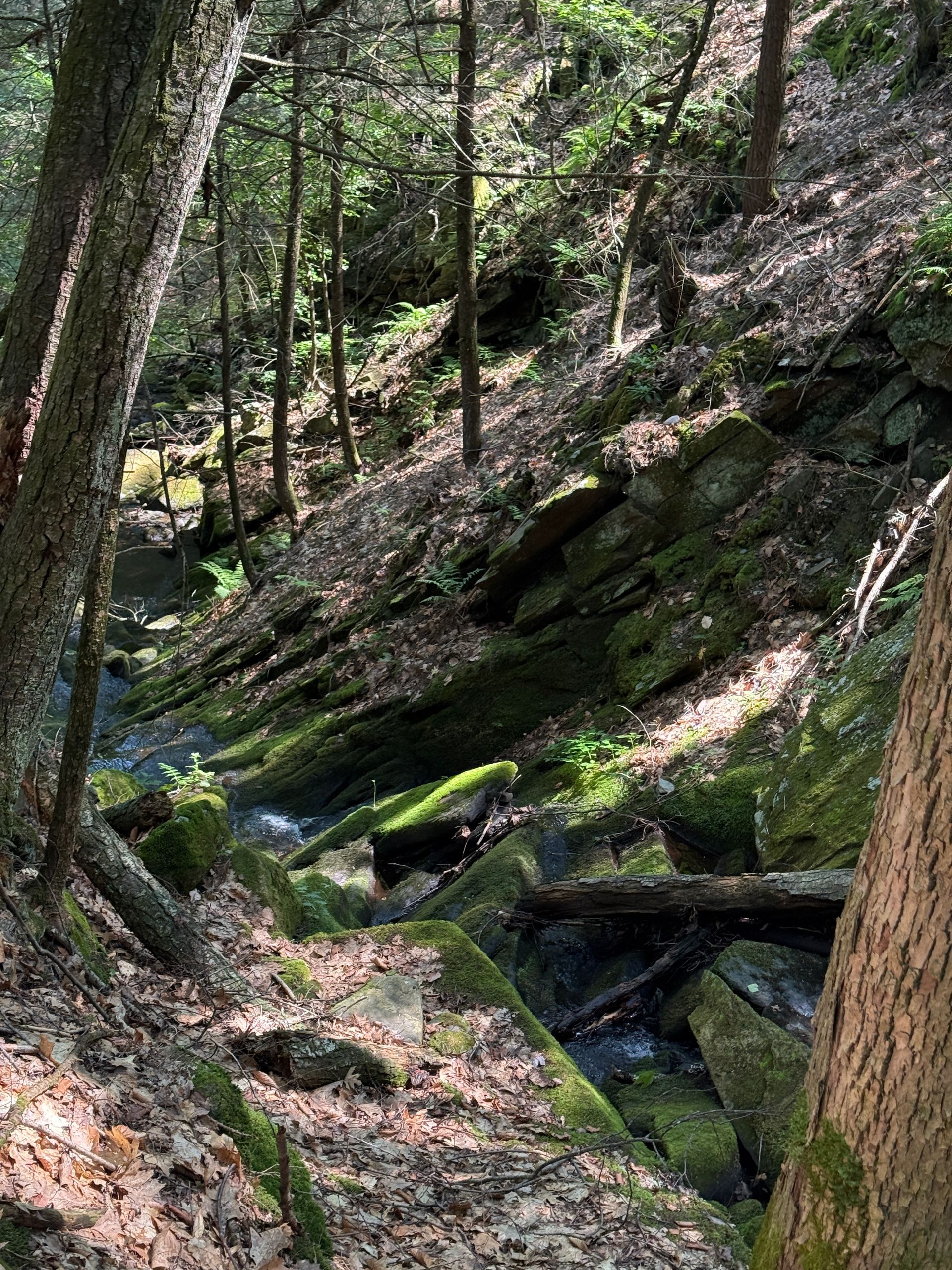 Wooded ravine with a small stream running beside mossy rocks and steep tree-covered slopes