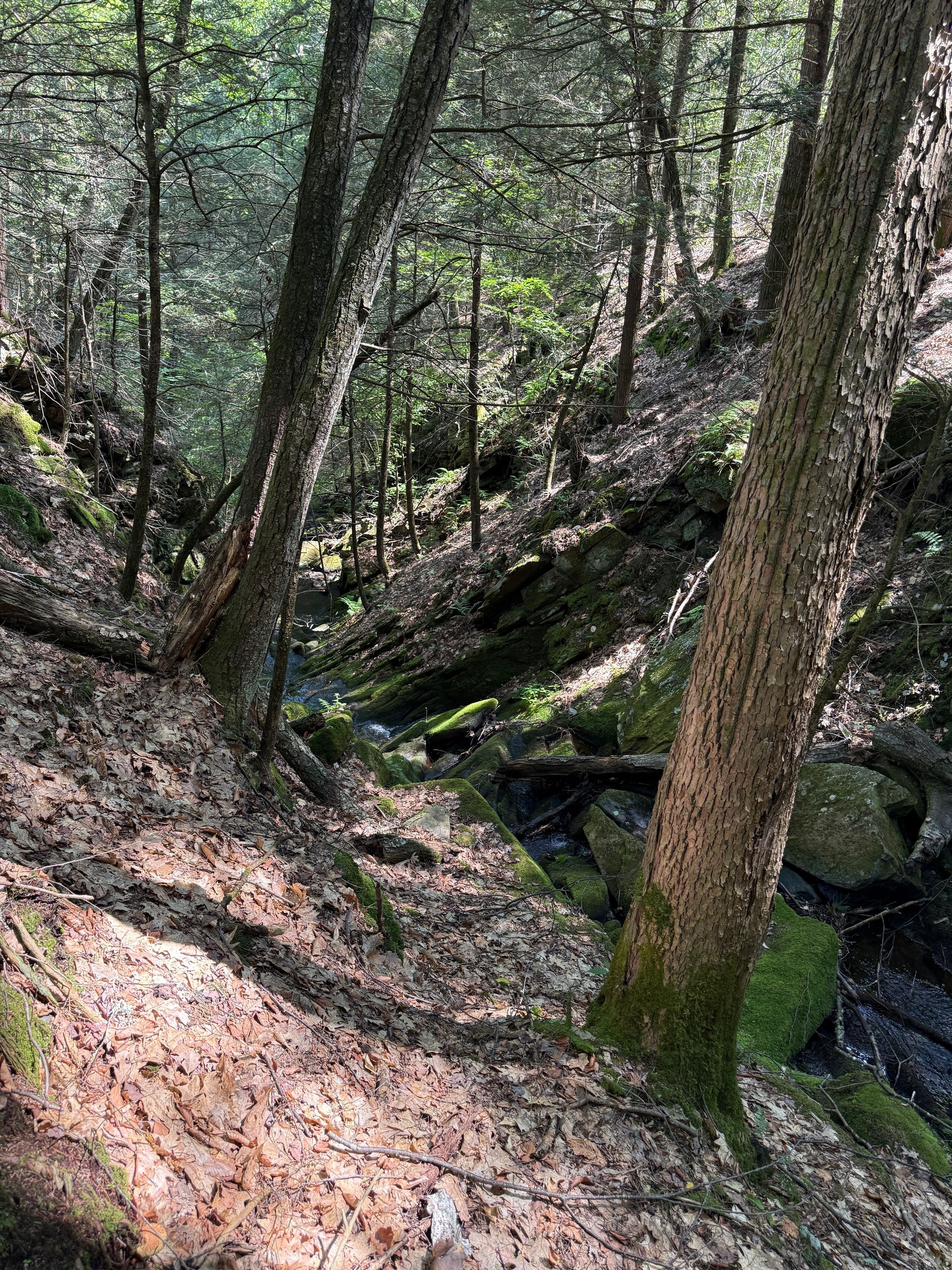 Wooded ravine with a small stream, mossy rocks, and sunlit trees on a steep forest slope
