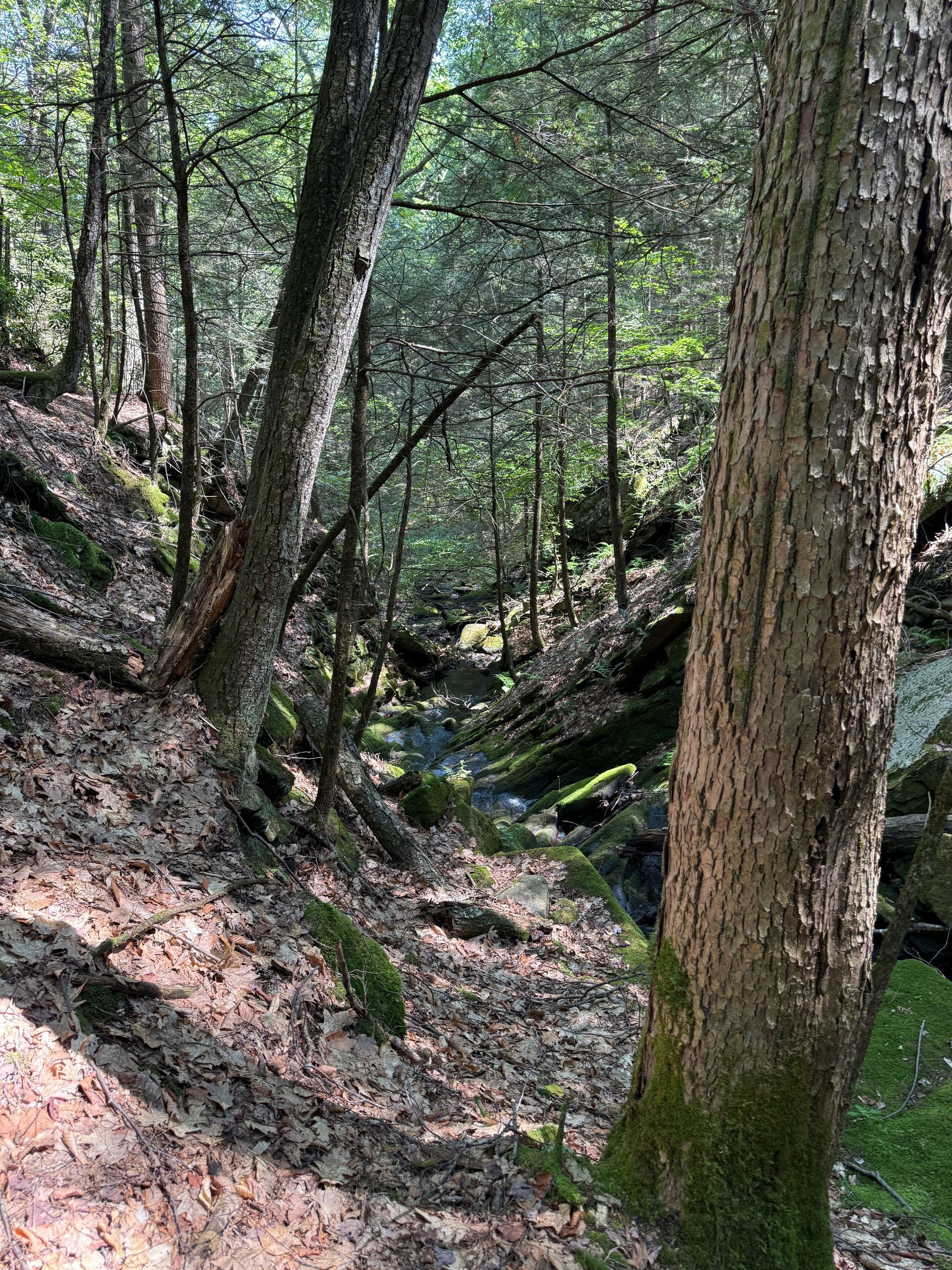 Wooded ravine with tall trees, rocky ground, and a narrow stream running through the center.
