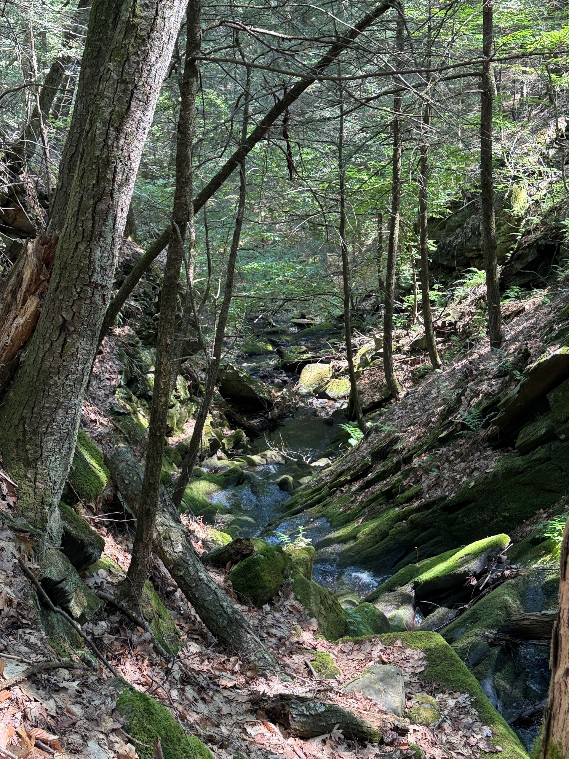 Wooded ravine with a rocky creek, mossy banks, and tall trees in dappled sunlight