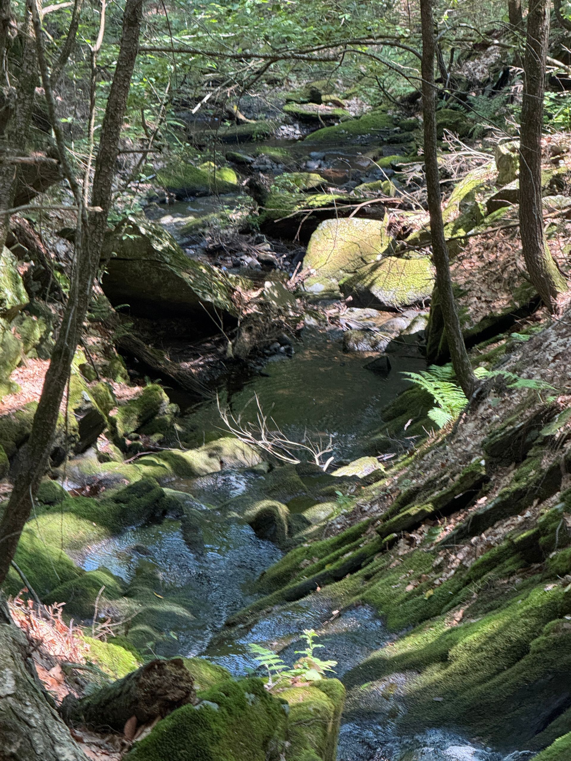 Wooded stream with mossy rocks and sunlight filtering through trees