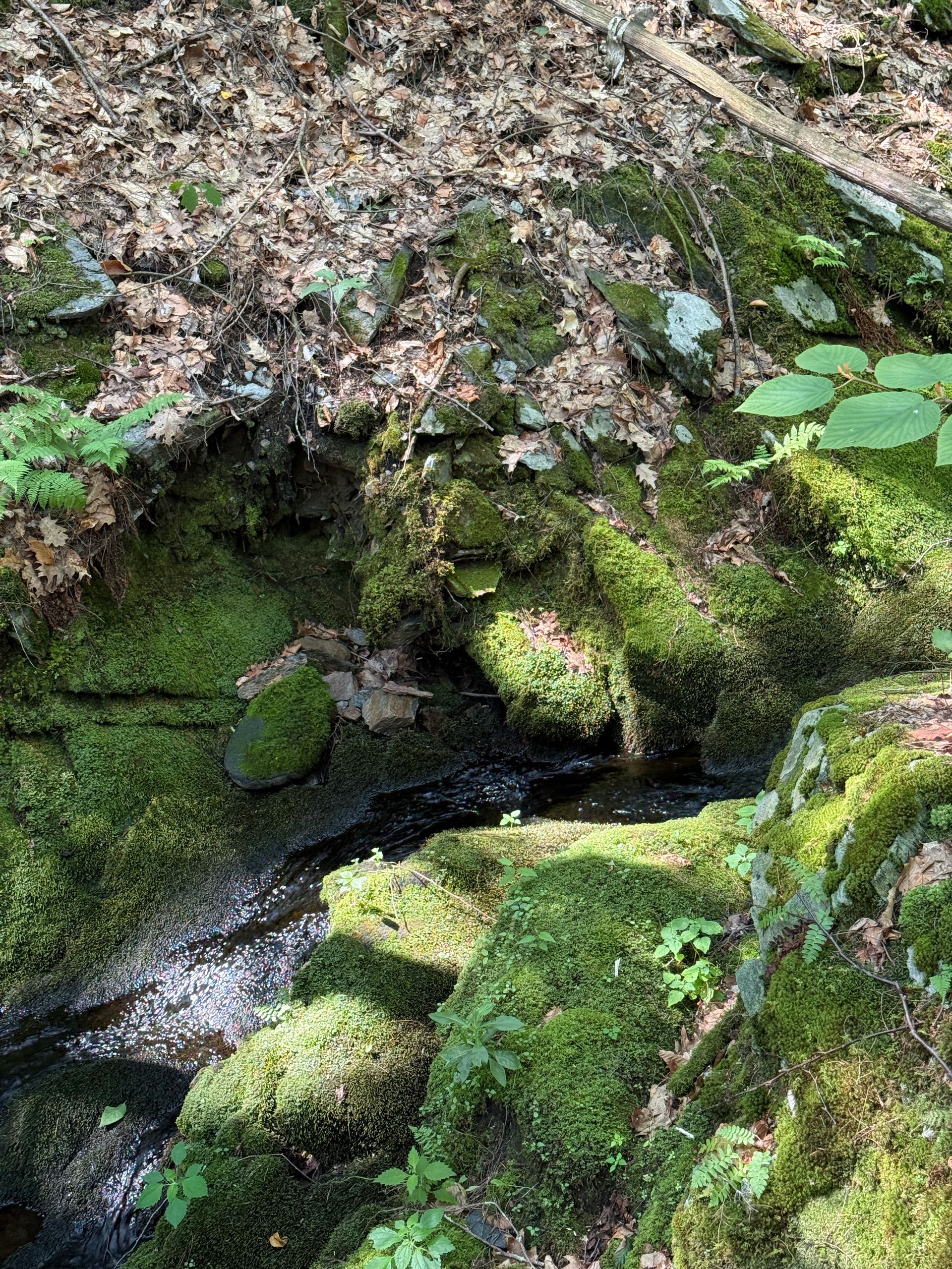Moss-covered rock crevice with a small trickling stream and green leaves in a shaded forest setting