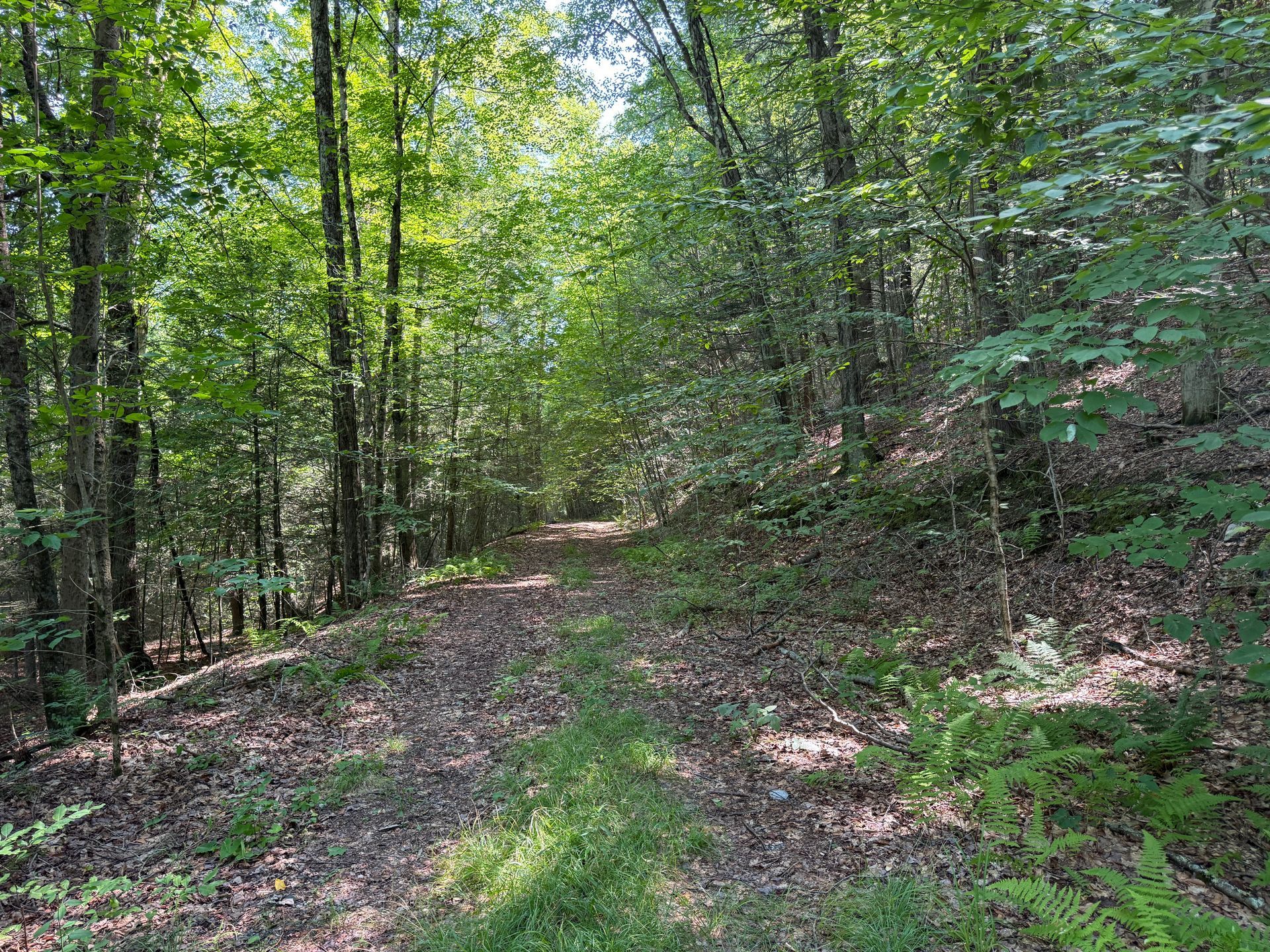 Wooded forest trail with sunlight filtering through dense green trees and undergrowth