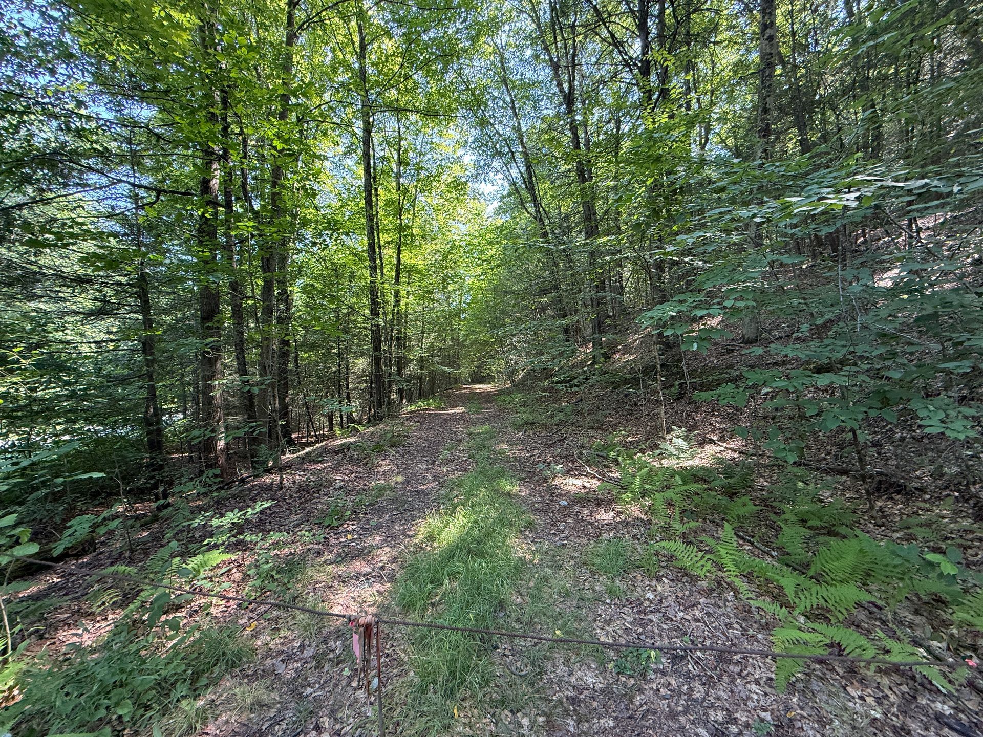 Wooded dirt trail with green trees and sunlight filtering through the forest canopy