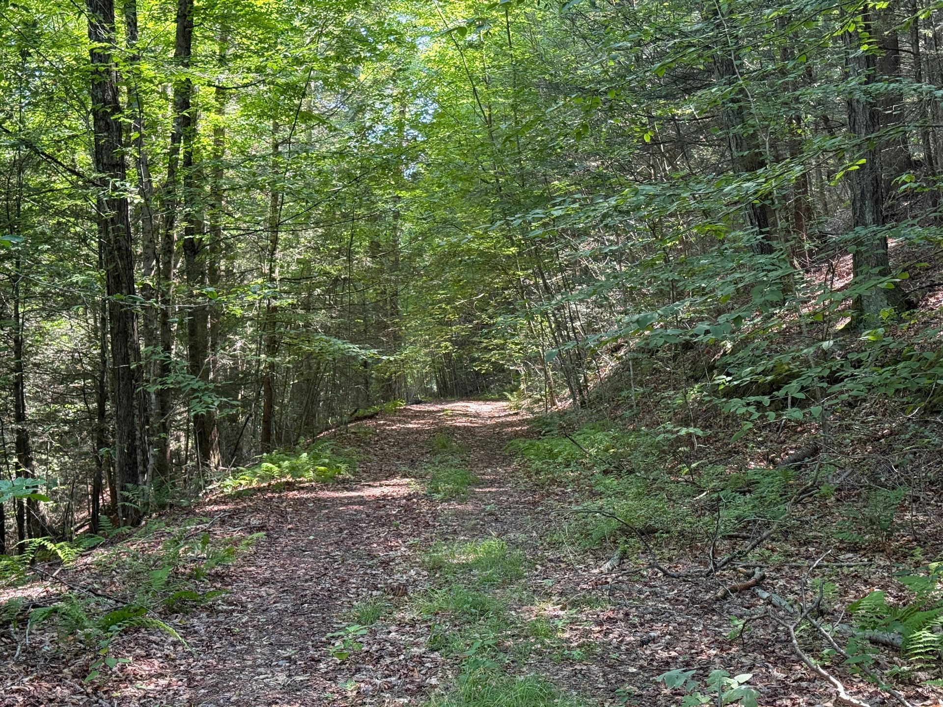Wooded trail curving through a green forest with sunlight filtering through trees