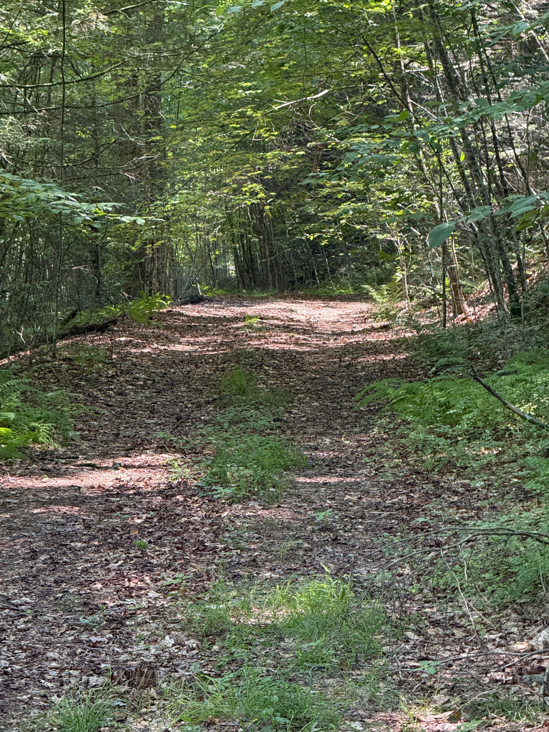 Wooded trail with leaf-covered ground and sunlight filtering through green trees