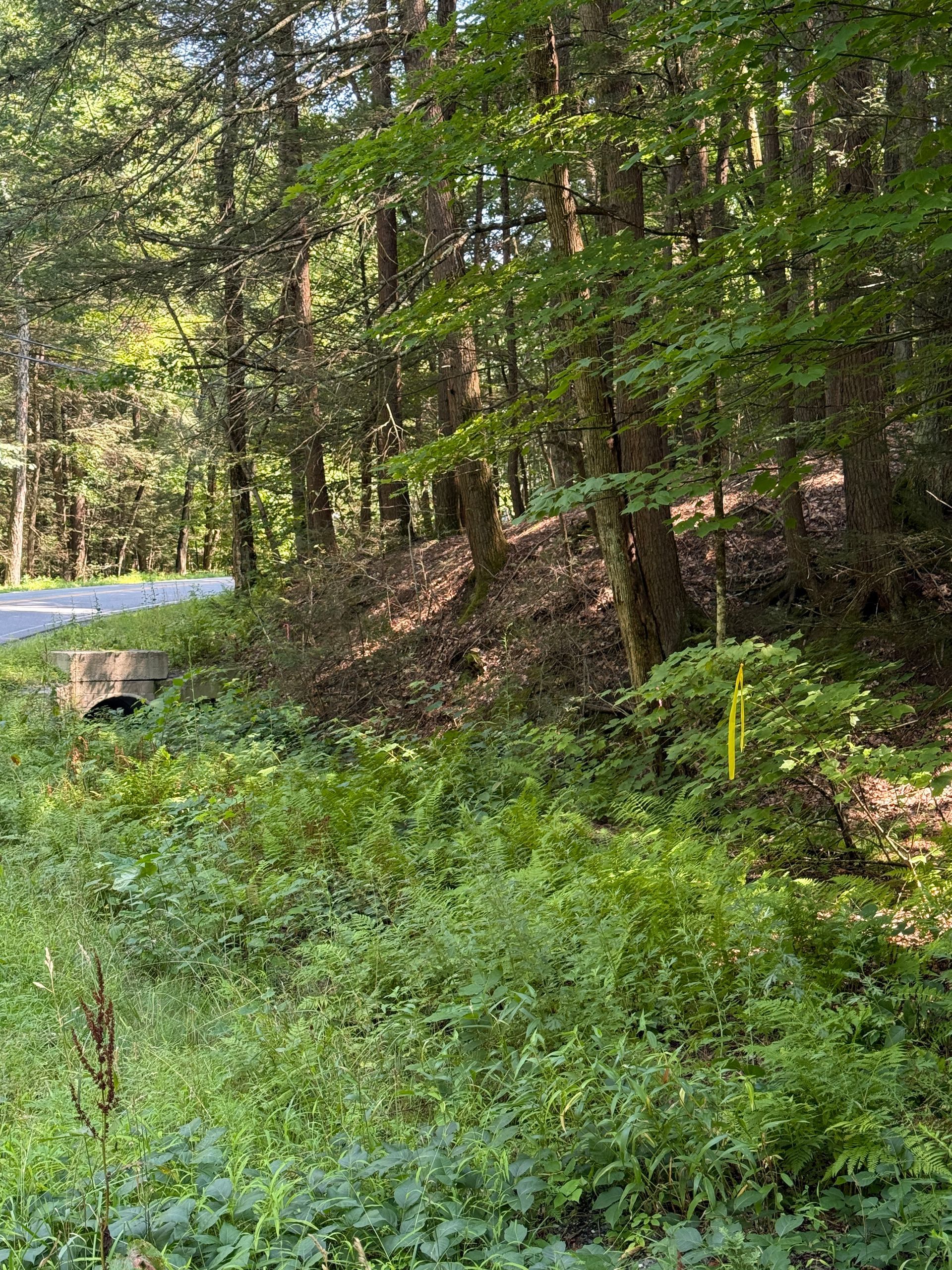 Wooded roadside with dense green undergrowth and a glimpse of pavement on the left