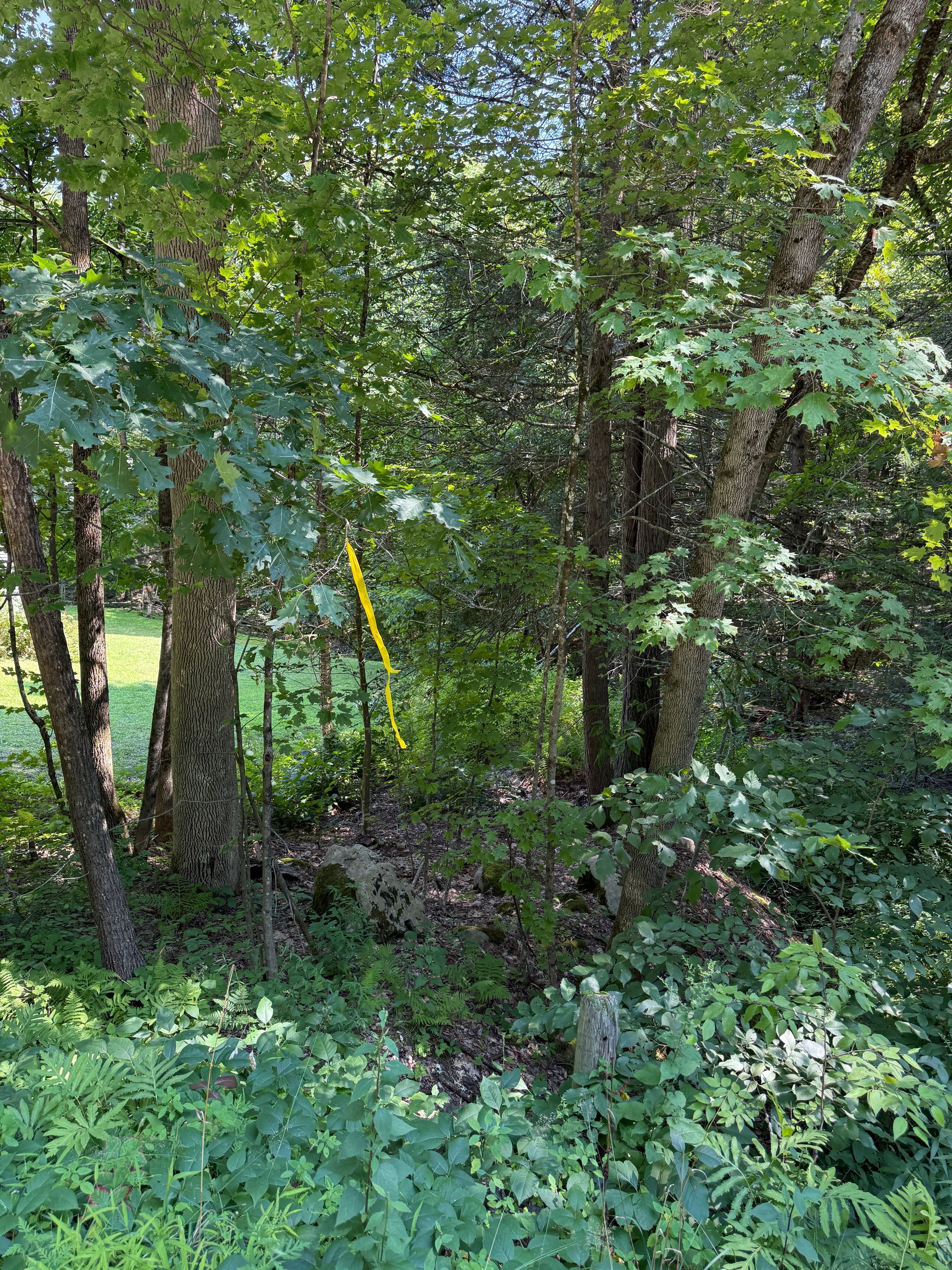 Dense green wooded area with trees, undergrowth, and a yellow marker stake near the center.