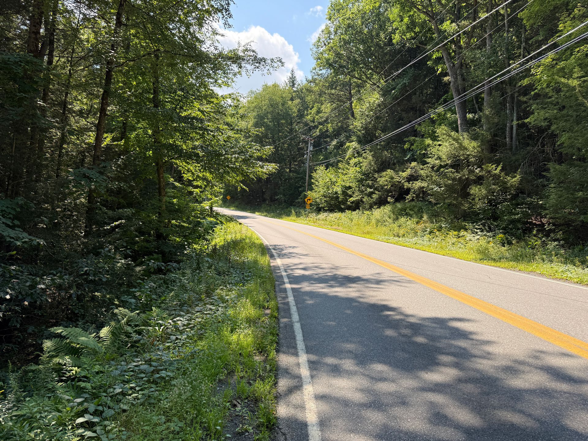 Curving country road through a lush green forest in bright sunlight