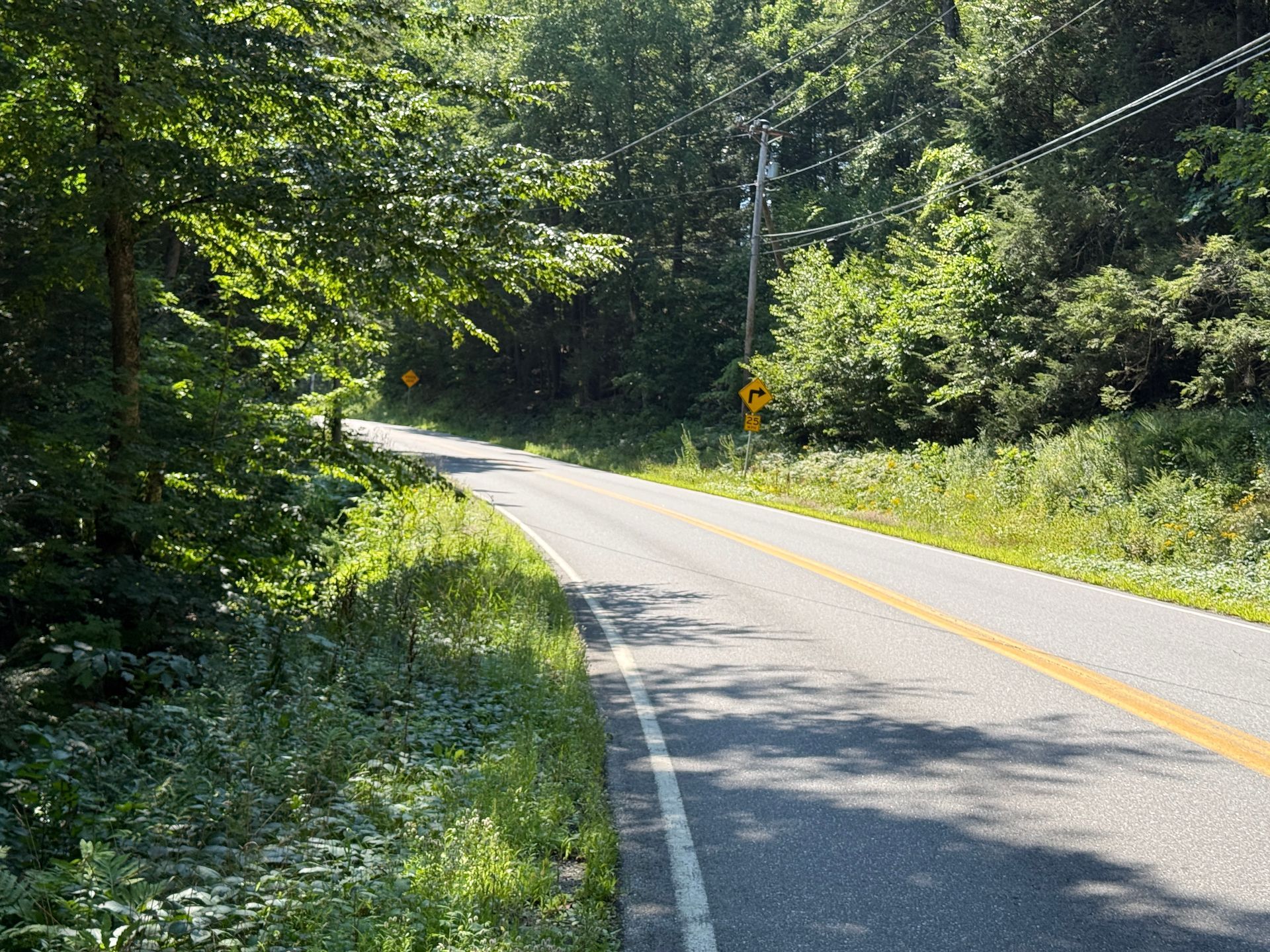 Curving rural road through green trees and brush in bright sunlight