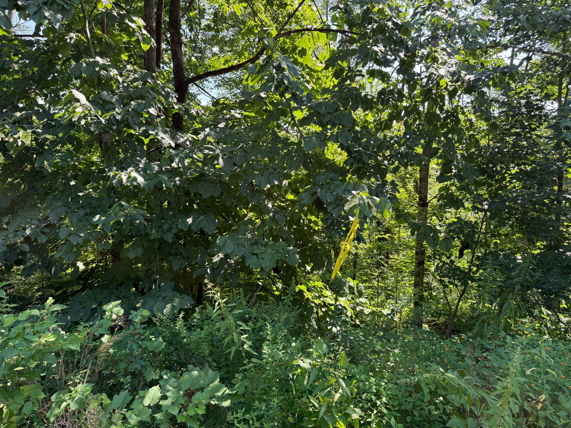 Dense green woodland with leafy trees and undergrowth in bright sunlight