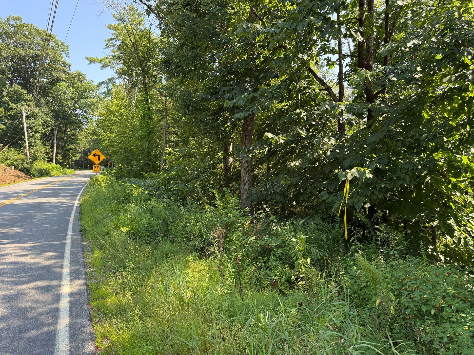 Curving road beside dense green trees and brush, with a yellow road sign ahead.