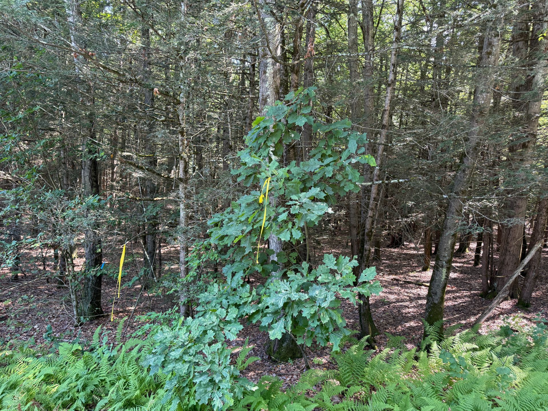 Wooded forest scene with dense green trees and undergrowth, sunlit patches on the ground.