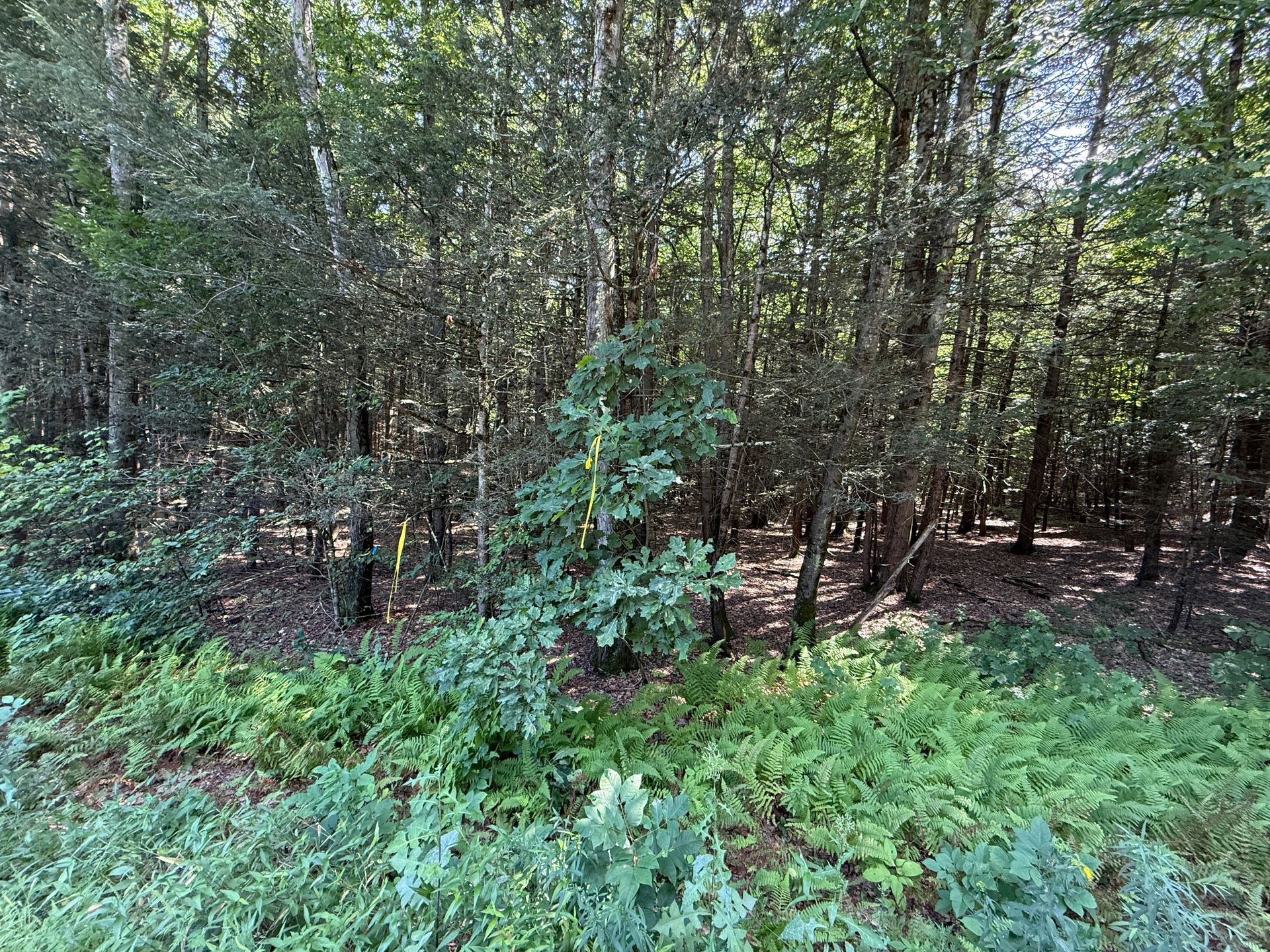 Dense wooded area with green undergrowth and sunlight filtering through tall trees