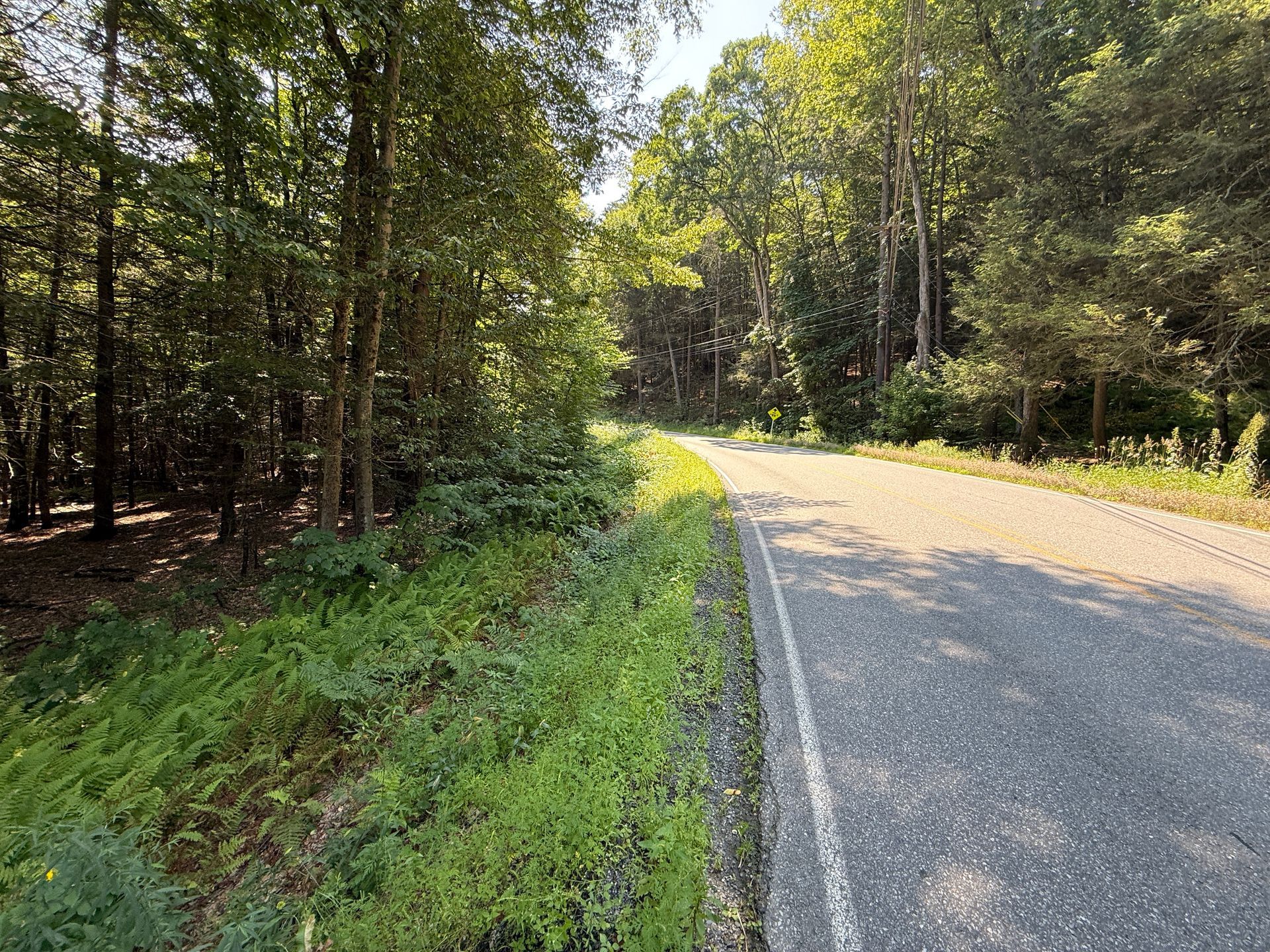 Sunny forest road curving through dense green trees and grass beside a paved path