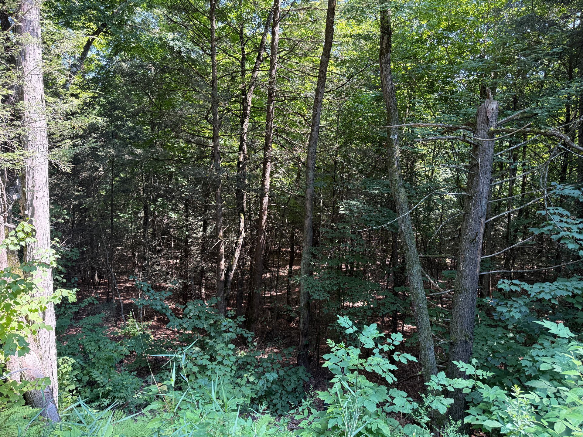 Dense green woodland with slender trees and leafy undergrowth in dappled sunlight