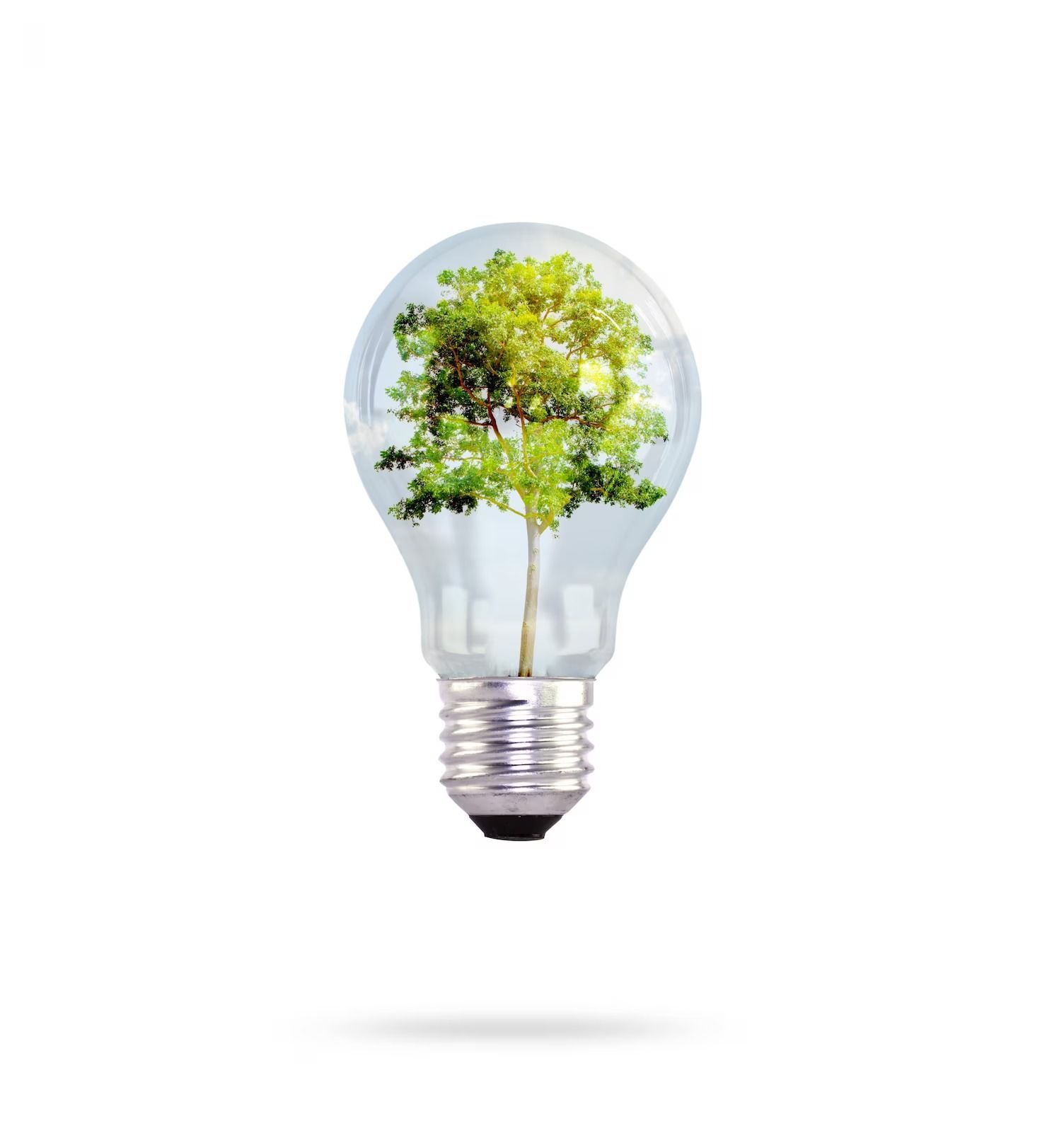 Un arbre qui pousse à l'intérieur d'une ampoule, symbolisant l'énergie verte ou les idées fondées sur la nature.