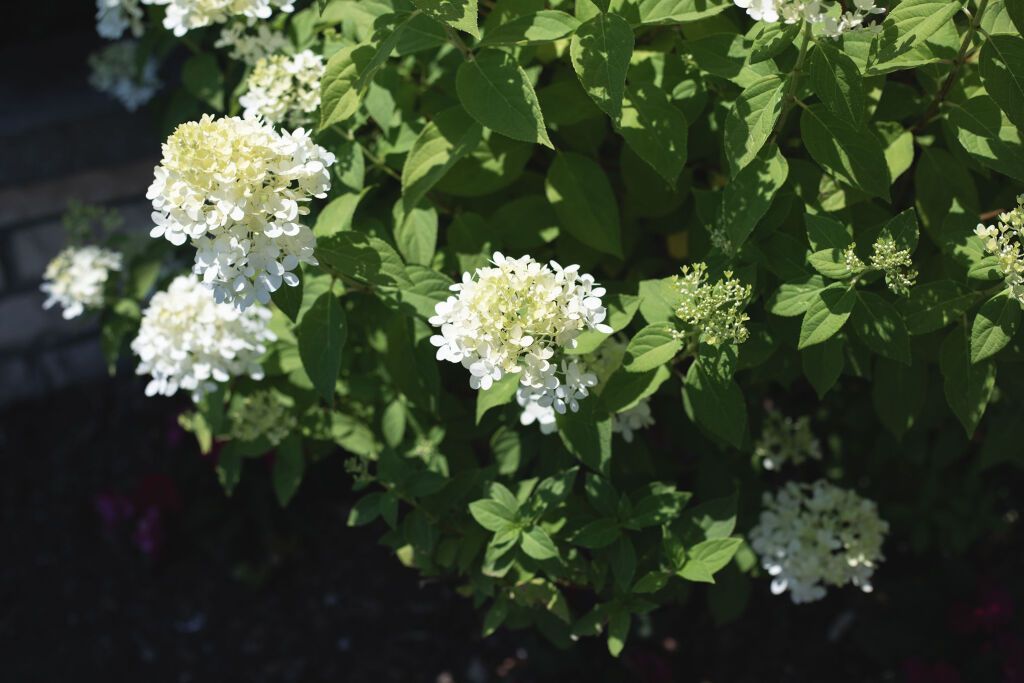 White hydrangea bush with large, clustered blooms and green leaves.