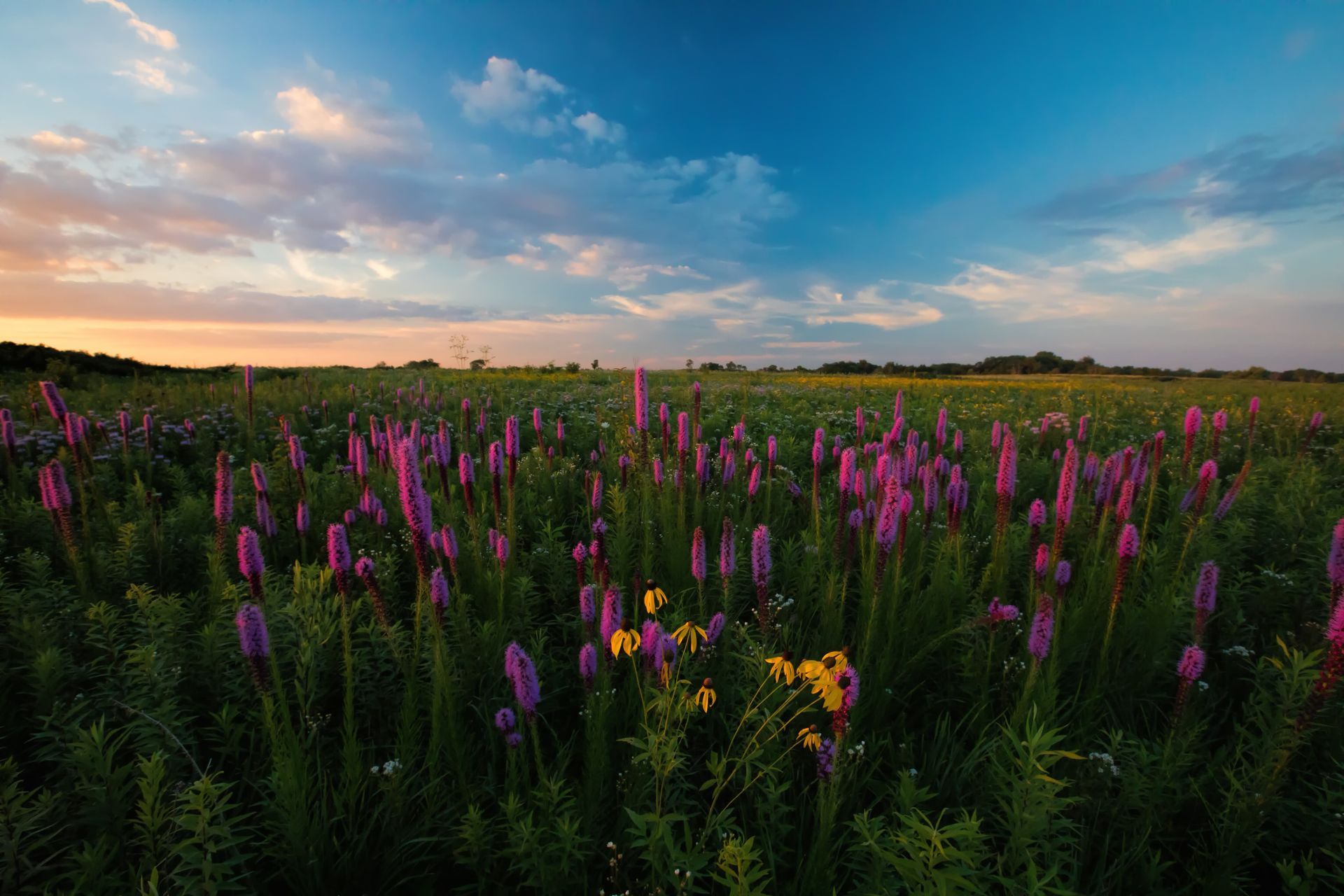 Field of purple and yellow wildflowers under a sunset sky.