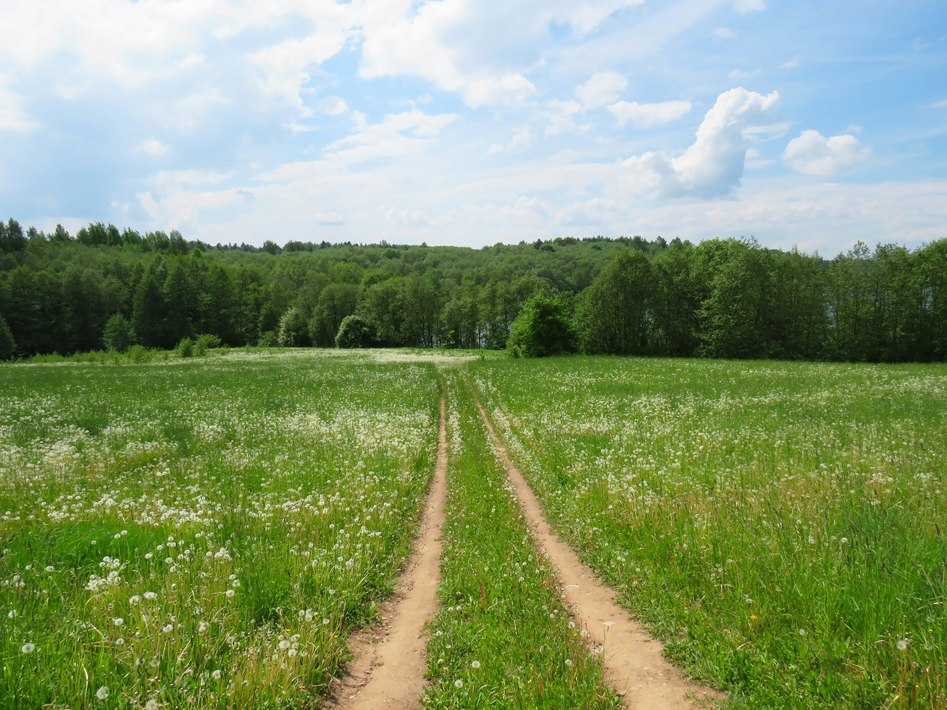 Dirt road through a green field with wildflowers, leading to a forest under a blue sky.