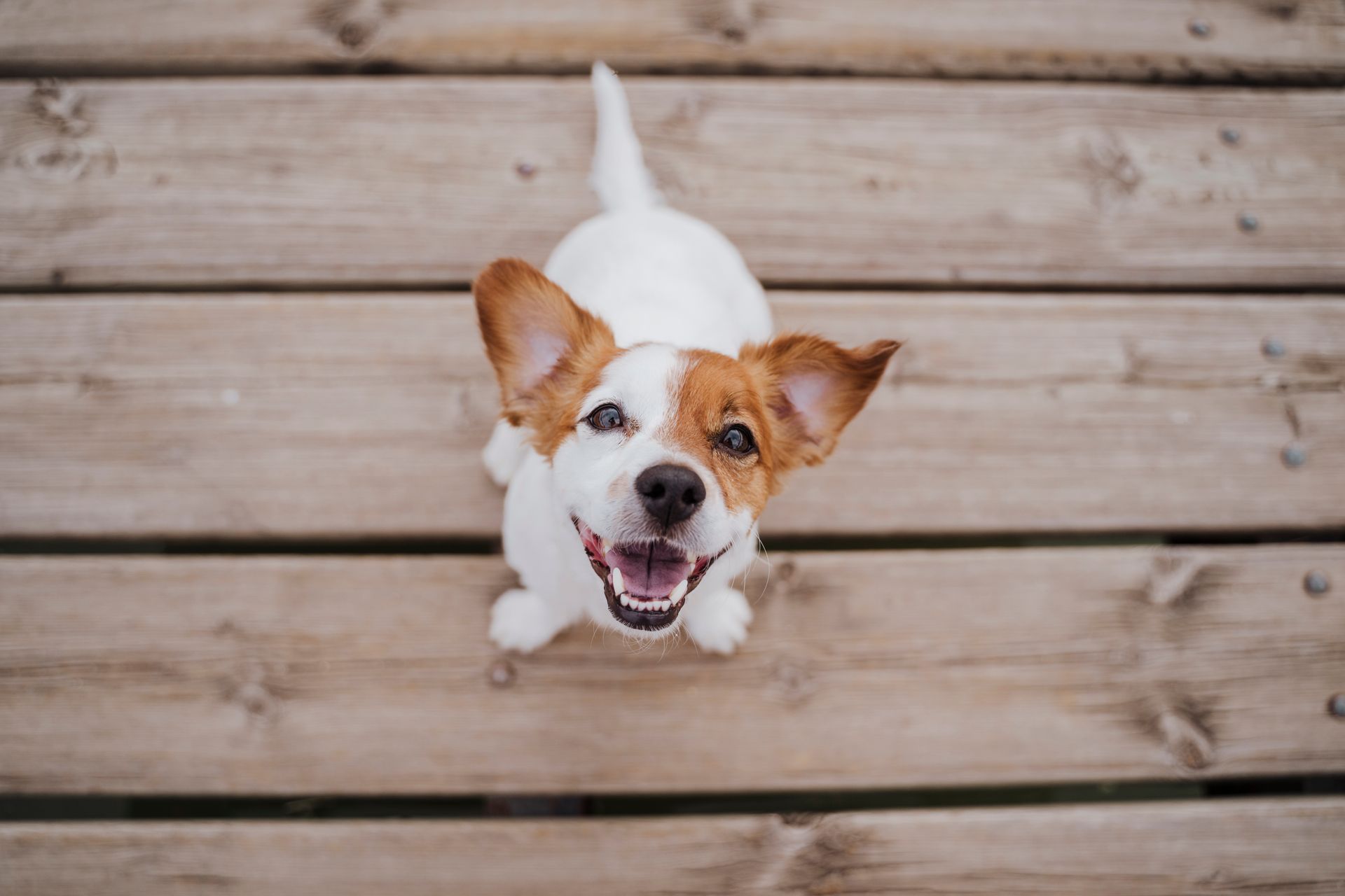 A jack russell terrier dog is looking up at the camera on a wooden deck.