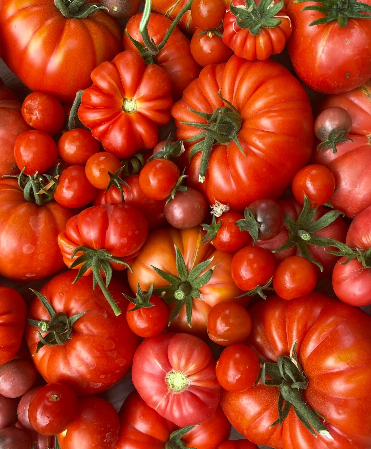 Tomatoes