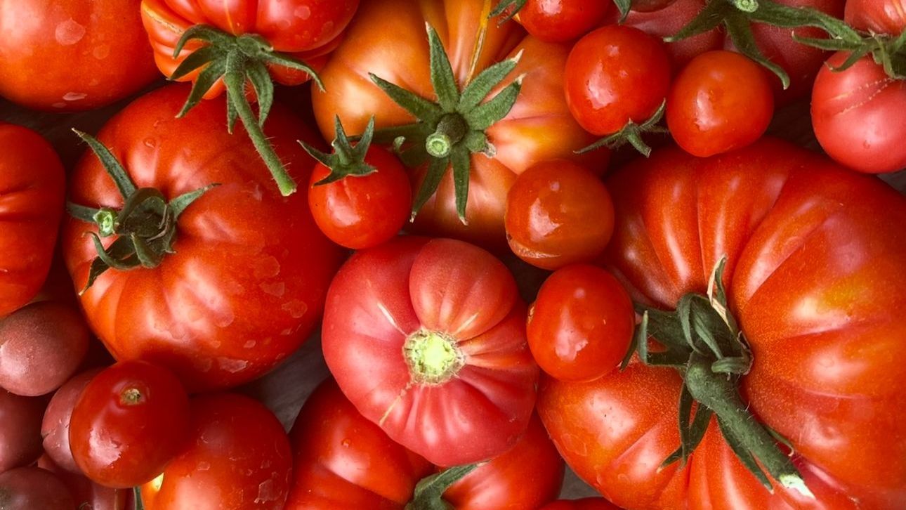 Tomatoes