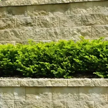 Structural concrete retaining wall with drainage system on sloped property.