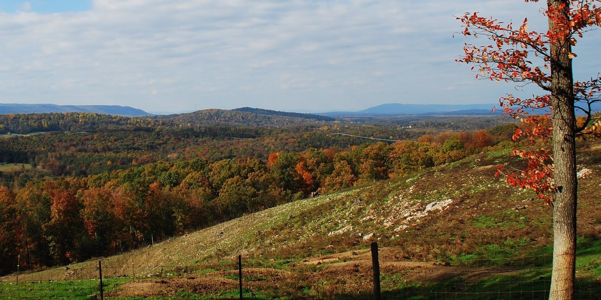 There is a tree in the foreground and a fence in the background. There is a tree in the foreground and a fence in the background.
