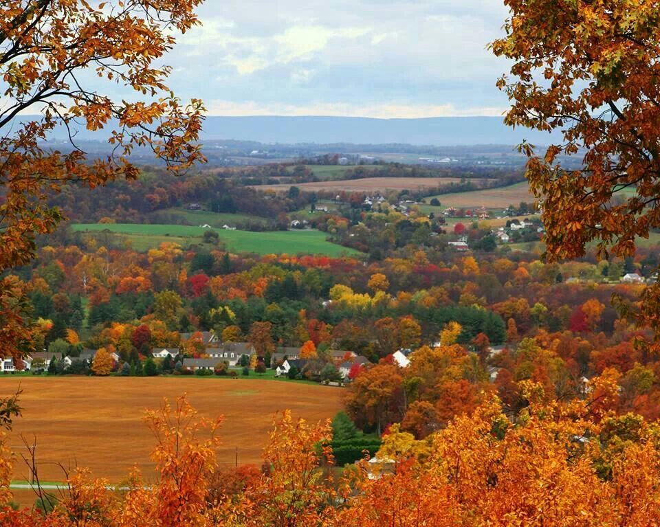 A view of a valley with trees in the foreground
