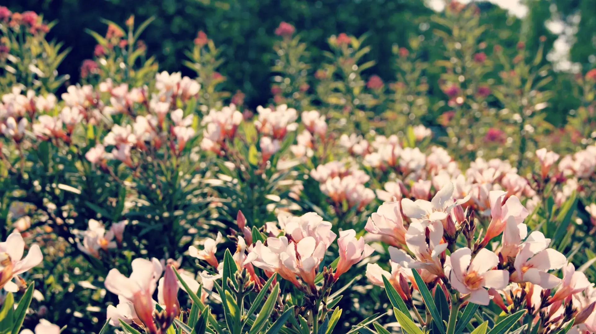 Send Flowers