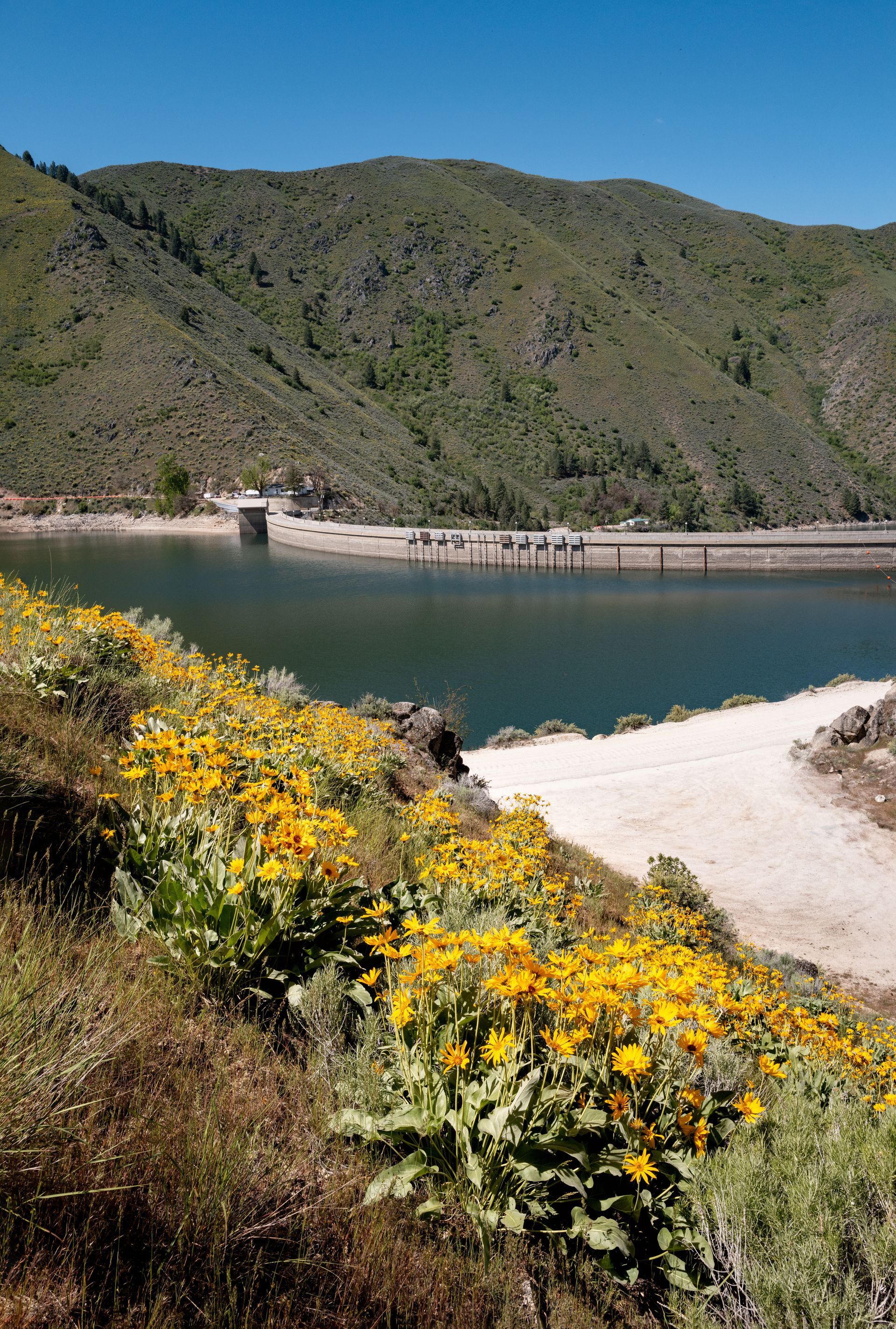 Wildflowers by a turquoise lake, with green hills under a clear blue sky
