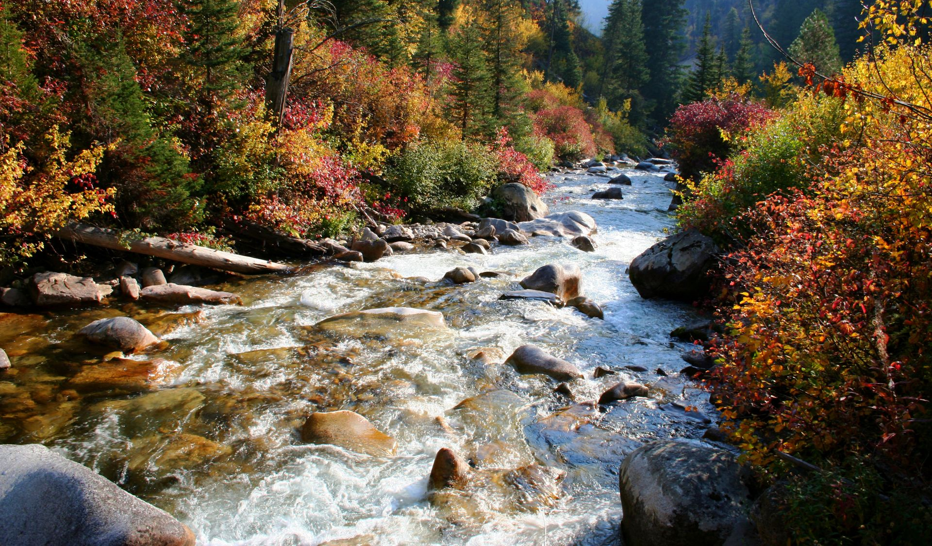 Mountain stream rushing through a forest of autumn-colored trees and shrubs