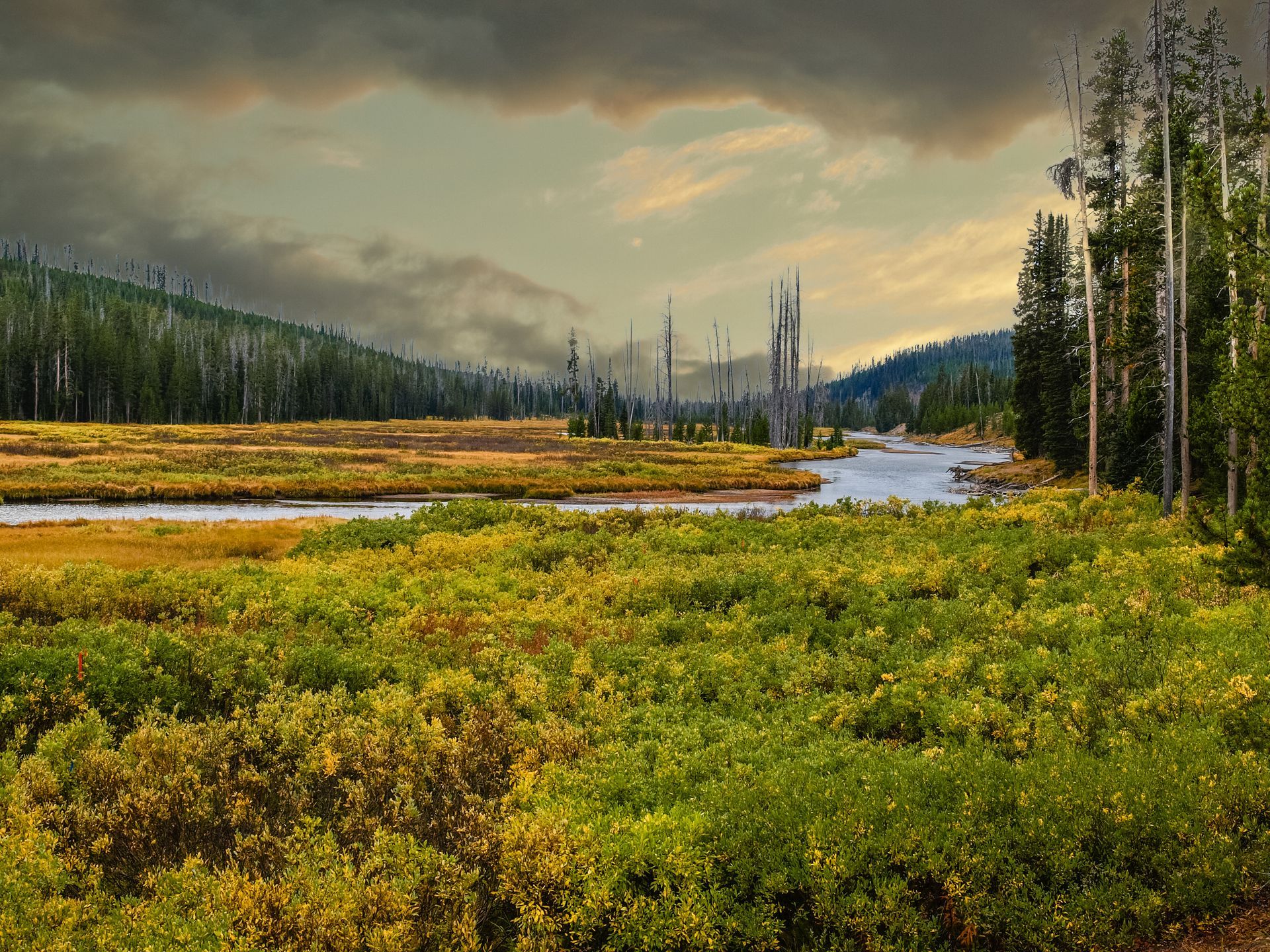 Marshland with yellow-green grasses, a winding river, dark pine trees, and a cloudy sky