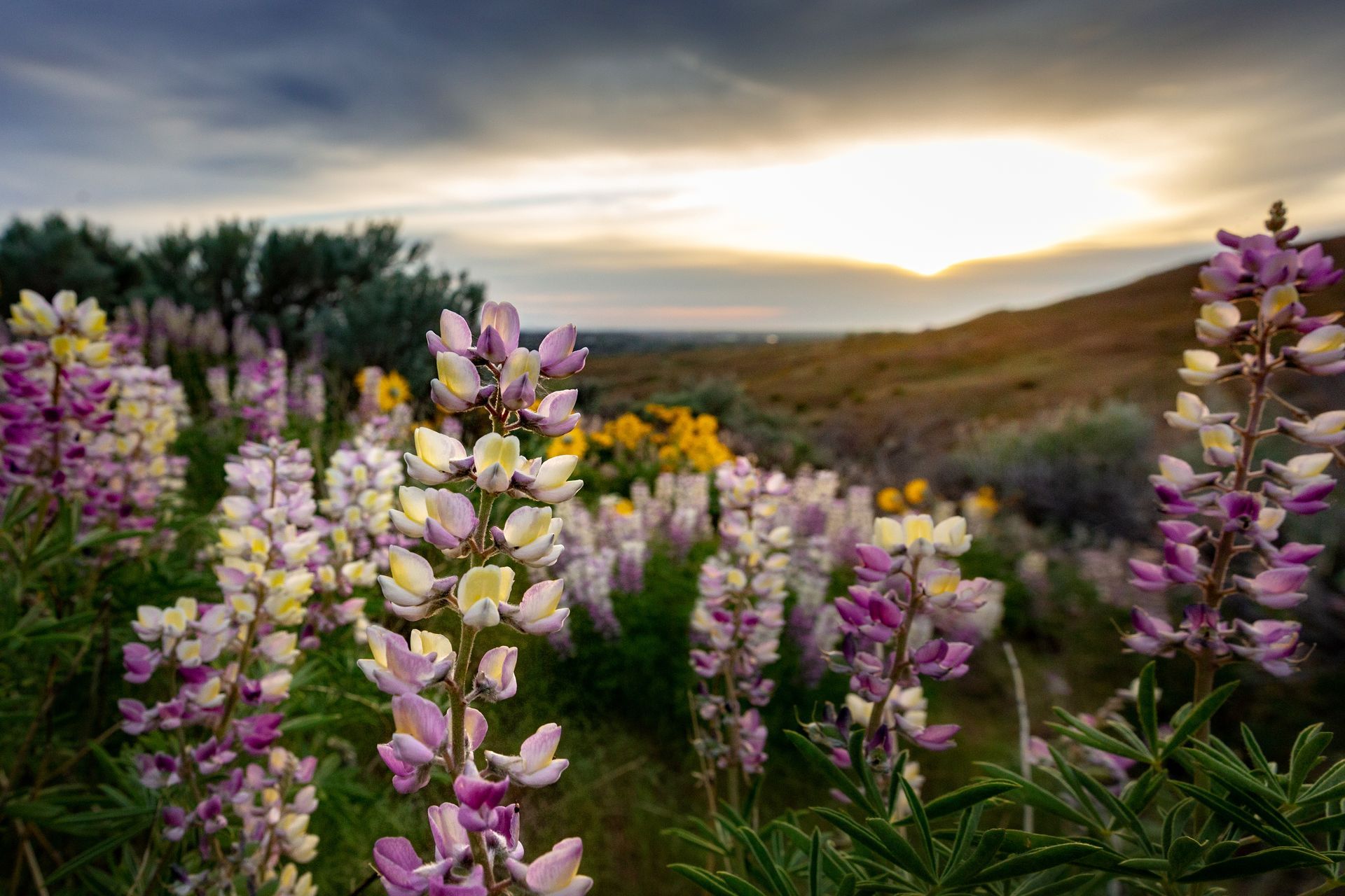 Wildflowers in pink, purple, and yellow bloom in a meadow at sunset with rolling hills beyond.