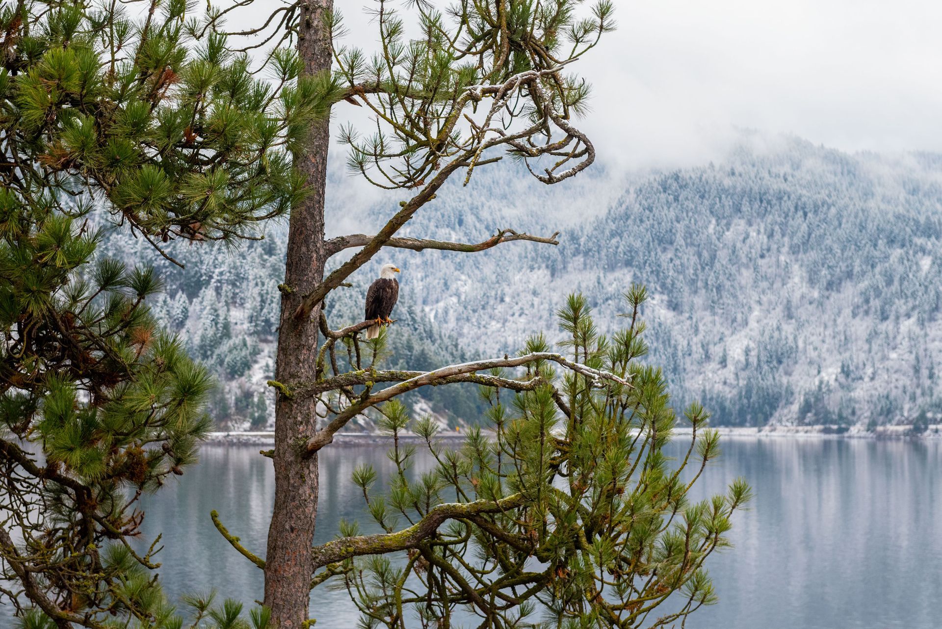 Snowy forest lake with a bird perched on a pine tree branch