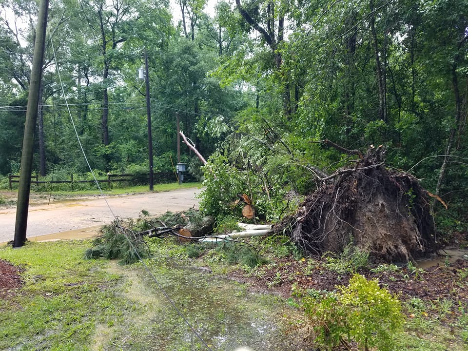 Uprooted tree and broken branches beside a wet road in a wooded park after storm damage