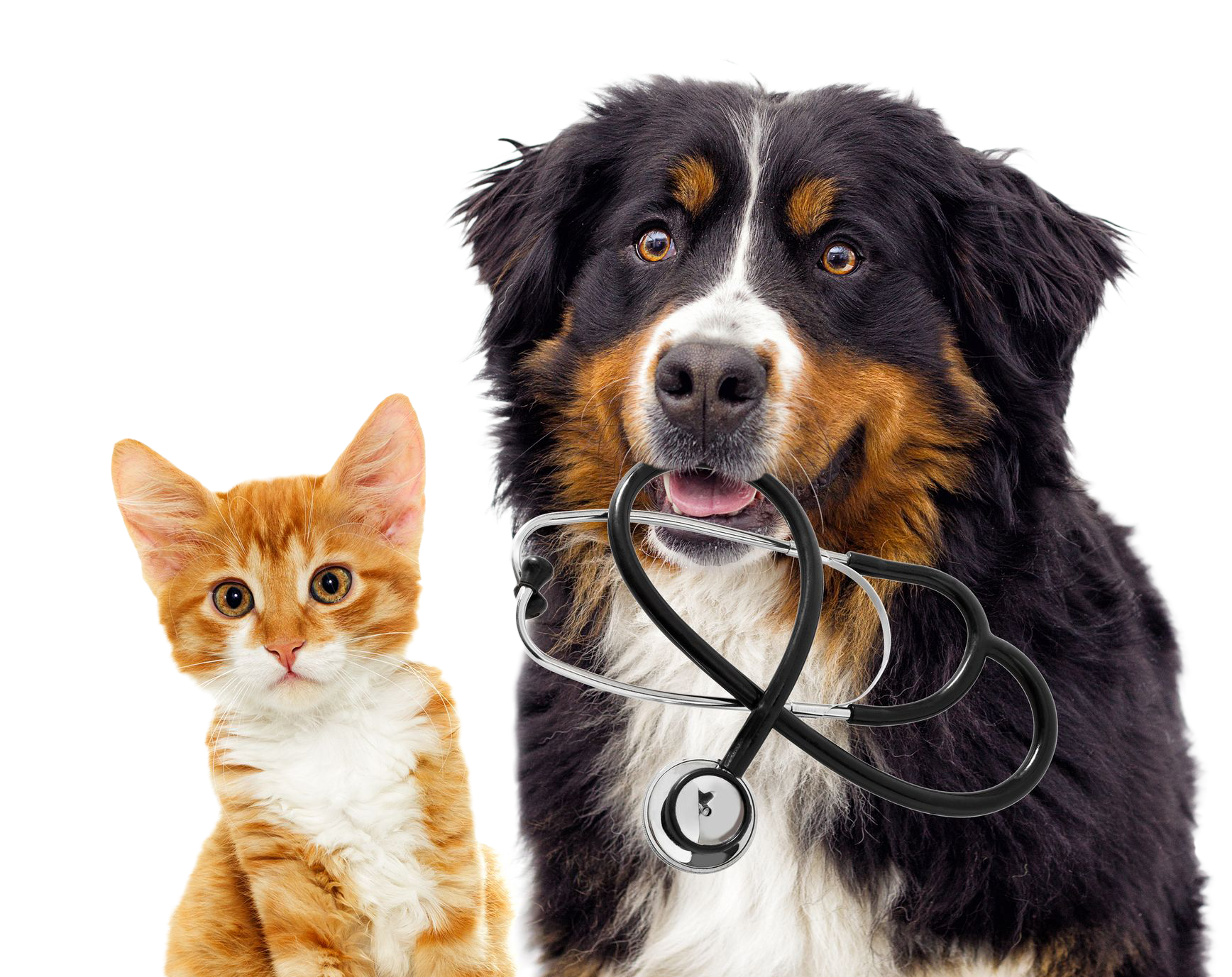 Pet Vaccines