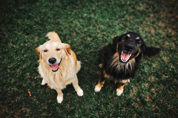 Veterinarian in Owings Mills MD