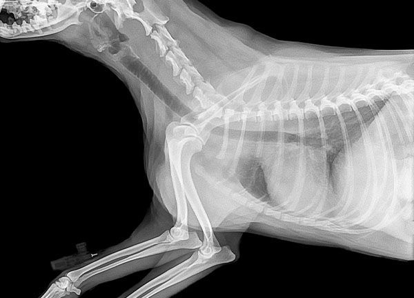 Pet medical care
