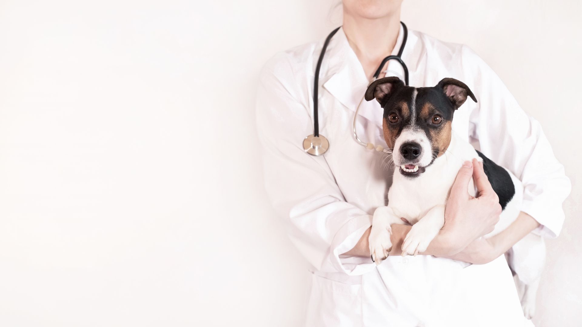 pet hospital