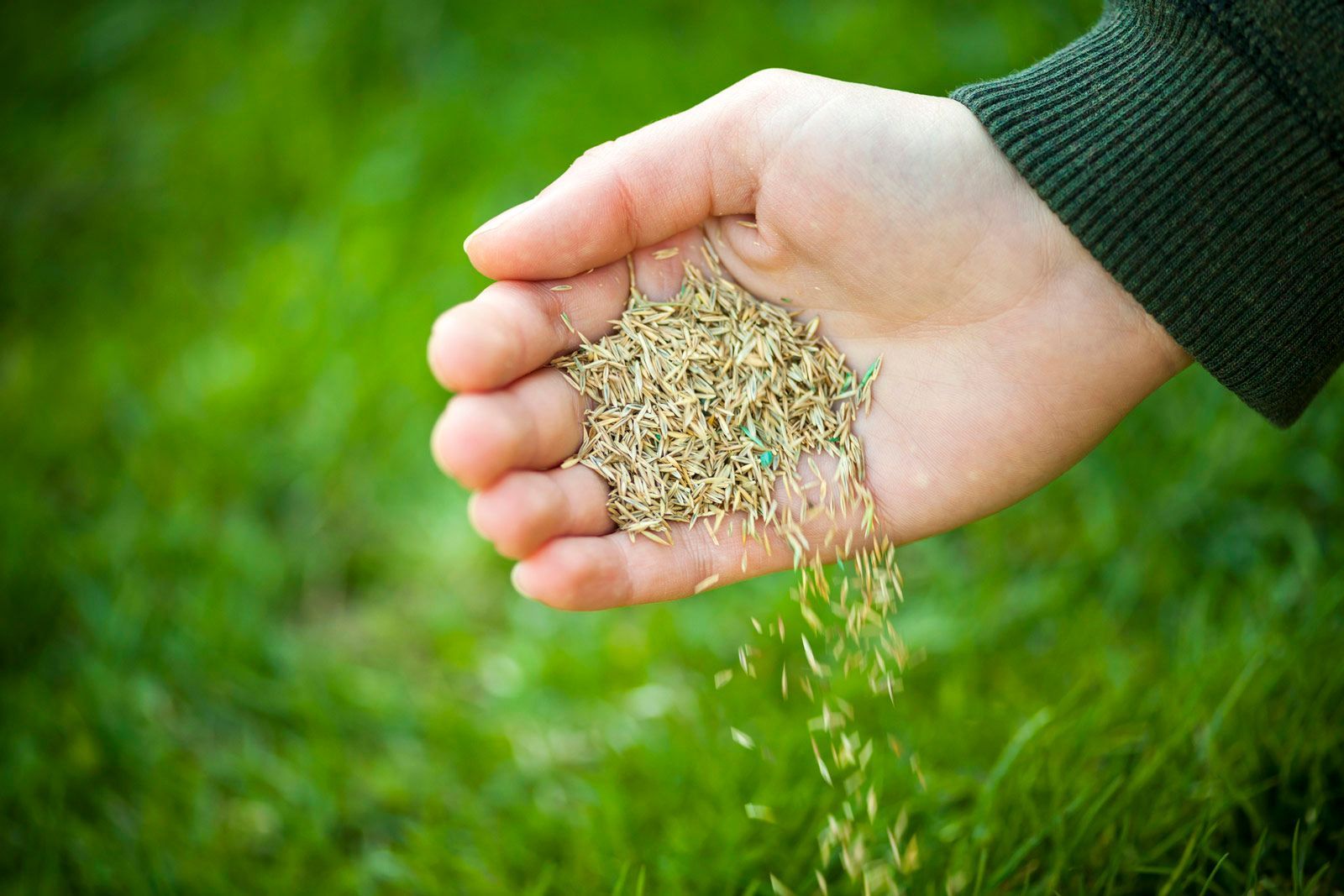 Pouring Grass Seeds — Stewartville, MN — Complete Outdoor Service LLC