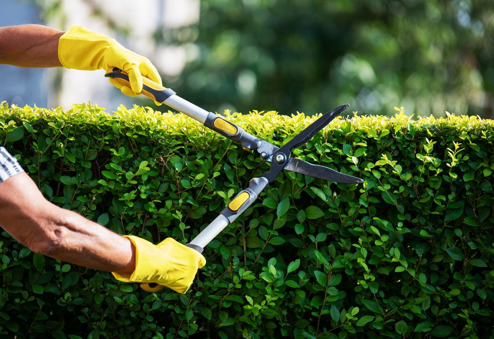 Gardener Trimming Hedge — Stewartville, MN — Complete Outdoor Service LLC