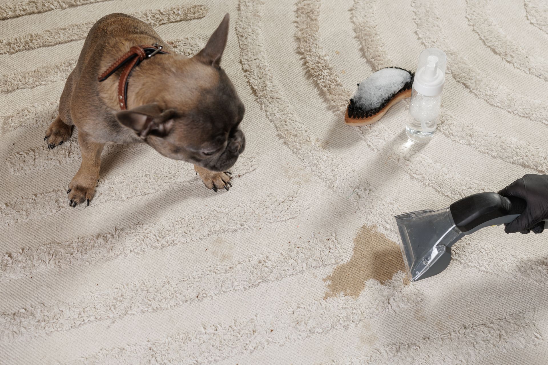 Small brown dog beside a carpet-cleaning machine on a beige rug