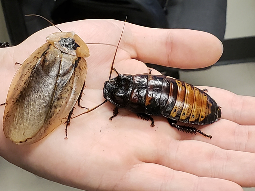 A person is holding two cockroaches in their hand.